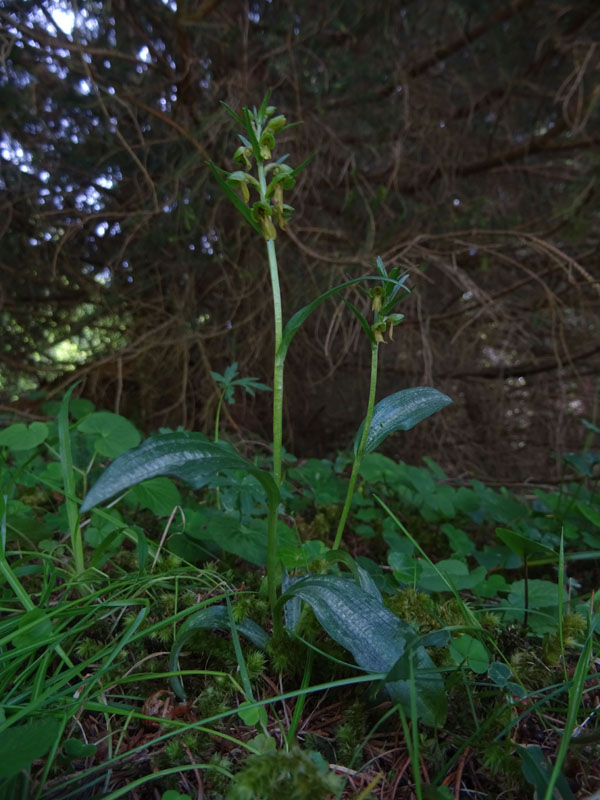 Coeloglossum viride..........Aldino (BZ)